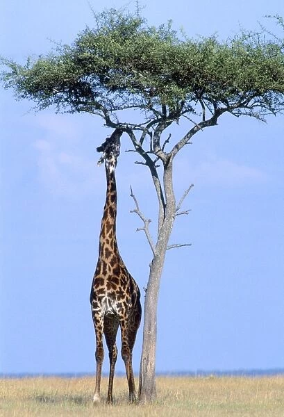 Masai Giraffe - Maasai Mara - Kenya