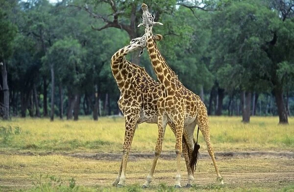 Masai Giraffe - pair play fighting - Masai Mara National Reserve - Kenya JFL17113