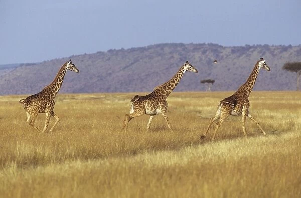 Masai Giraffe - three running - Masai Mara National Reserve - Kenya JFL05362