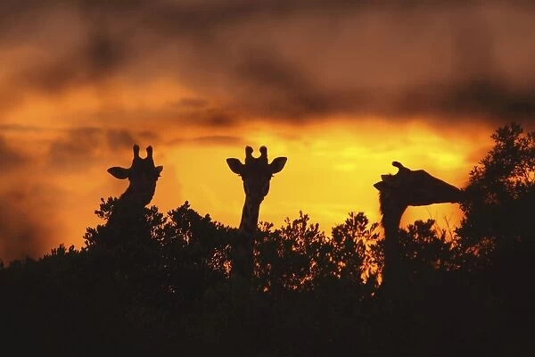 Masai Giraffe - silhouetted at sunset - Maasai Mara - Kenya