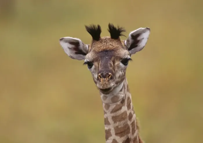 Framed Print : Masai Giraffe - young Framed Print : Masai Giraffe - young