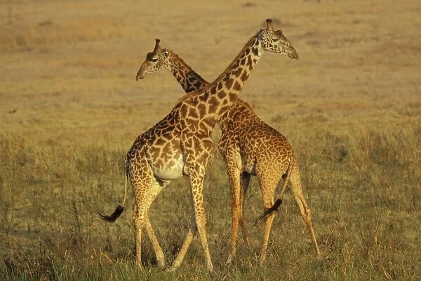 Masai Giraffe - Young males 'necking' (dominance behavior). East Africa 3mb496