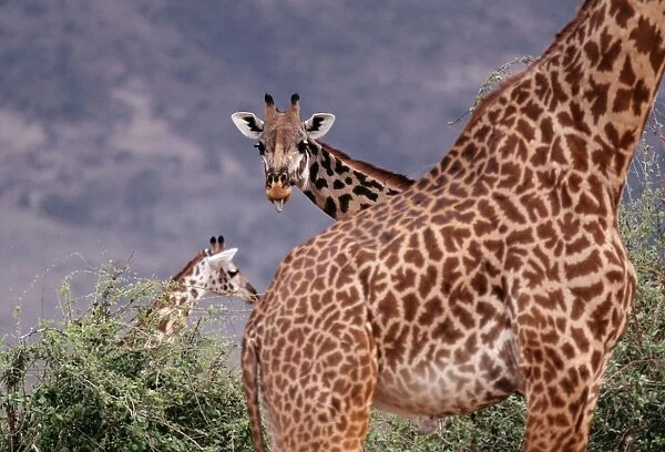 Masai Giraffes STA 42 x 3 with 1 sticking tongue out - Ruaha National Park, Tanzania Giraffa camelopardalis © Augusto Leandro Stanzani  /  ARDEA LONDON