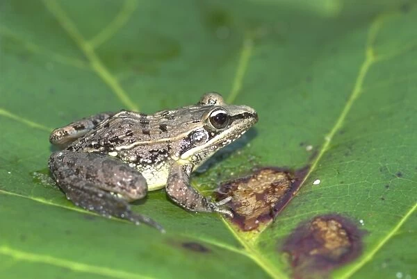 Mascarene Rocket Frog - Enemic Madagascar