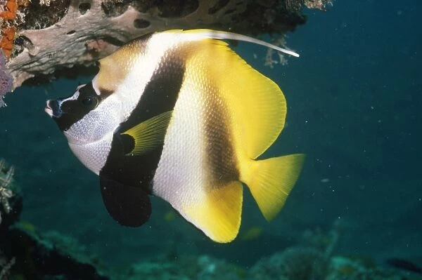 Masked Banner Fish Distribution: Great Barrier Reef, Indo Pacific, Indonesia
