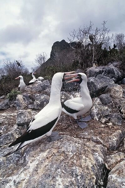 Masked Boobies - courtship display - Wolf Island, Galapagos Islands AU-1622