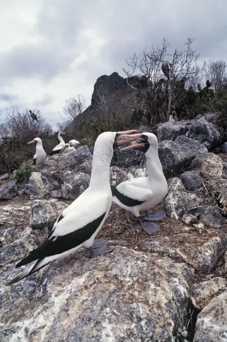 Framed Print : Masked Boobies - courtship display - Wolf Island, Galapagos Islands AU-1622 Framed Print : Masked Boobies - courtship display - Wolf Island, Galapagos Islands AU-1622