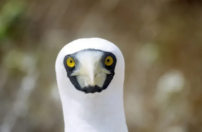 Framed Print : Masked Booby Framed Print : Masked Booby
