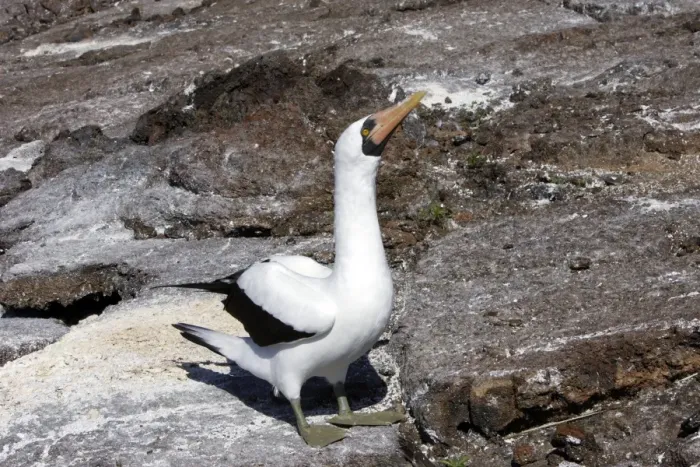 Framed Print : Masked Booby. Genovesa Island. Galapagos Islands Framed Print : Masked Booby. Genovesa Island. Galapagos Islands