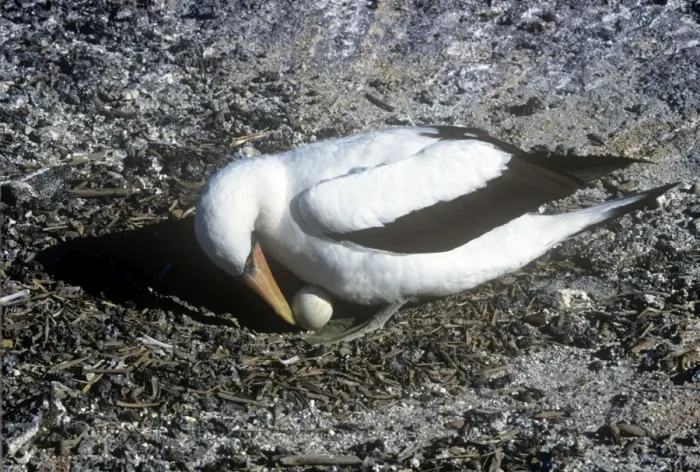 Framed Print : Masked Booby - turning egg Framed Print : Masked Booby - turning egg