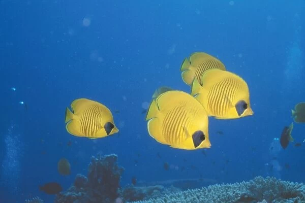 Masked Butterfly Fish VT 5536 Red Sea Endemic Chaetodon semilarvatus © Ron & Valerie Taylor  /  ARDEA LONDON