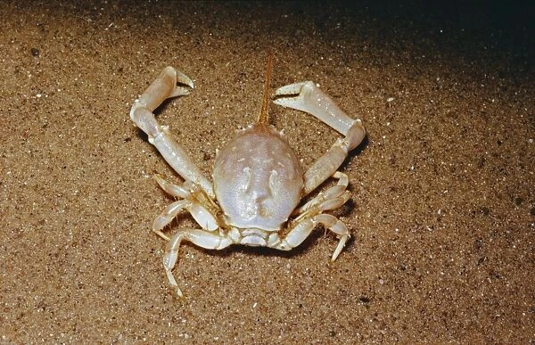 Masked Crab DWG 434 Corystes cassivelaunus © DW Greenslade  /  ARDEA LONDON