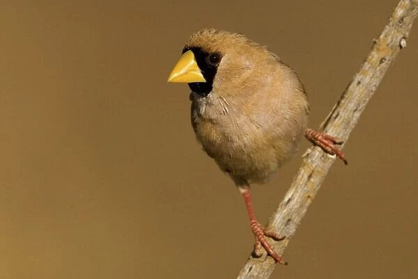 Masked Finch Inhabits grasslands and open grassy woodlands from the Kimberley across the Top End to Cape York. Near a drying pool along the Gibb River Road, Kimberley, Western Australia