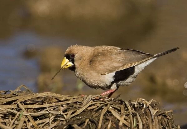 Masked Finch - Near an overflowing cattle trough along the Gibb River Road, Kimberley, Western Australia