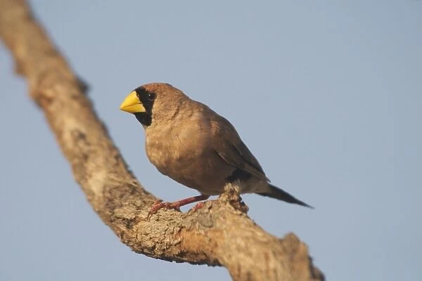 Masked Finch - A reasonably common species found across the far north of Australia. Inhabits grassy tropical eucalypt woodlands. Also grasslands with scattered shrubs. Never far from water. Drinks morning and evenings