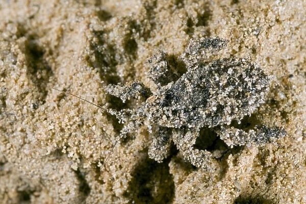 Masked Hunter - Nymph covered in sand