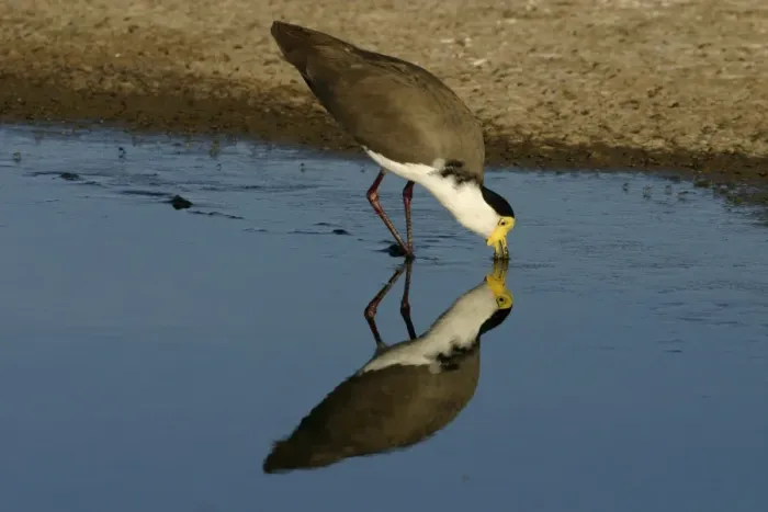Framed Print : Masked Lapwing Alice Springs sewage ponds, Northern Territory, Australia Framed Print : Masked Lapwing Alice Springs sewage ponds, Northern Territory, Australia