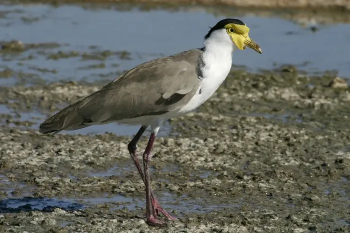 Framed Print : Masked Lapwing Alice Springs sewage ponds, Northern Territory, Australia Framed Print : Masked Lapwing Alice Springs sewage ponds, Northern Territory, Australia