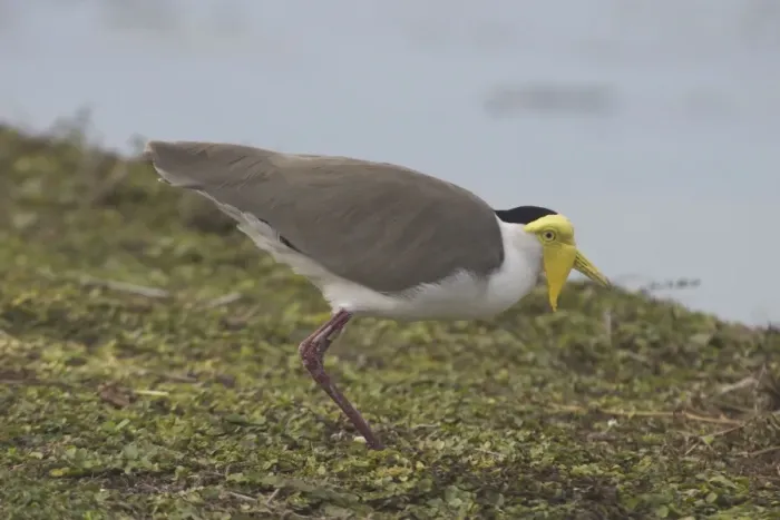 Framed Print : Masked Lapwing Darwin Sewage Ponds, Northern Territory, Australia Framed Print : Masked Lapwing Darwin Sewage Ponds, Northern Territory, Australia