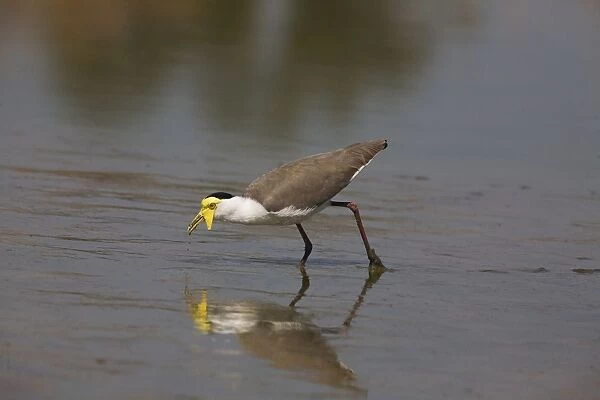 Masked Lapwing - feeding at an overflow pond at Mt Barnett water treatment plant. Gibb River Road, Kimberley, Western Australia