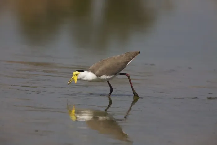 Framed Print : Masked Lapwing - feeding at an overflow pond at Mt Barnett water treatment plant. Gibb River Road, Kimberley, Western Australia