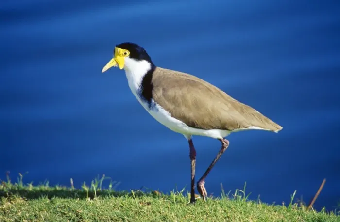 Framed Print : Masked Lapwing - formerly known as the Spurwinged Plover Fam: novaehollandiae Framed Print : Masked Lapwing - formerly known as the Spurwinged Plover Fam: novaehollandiae