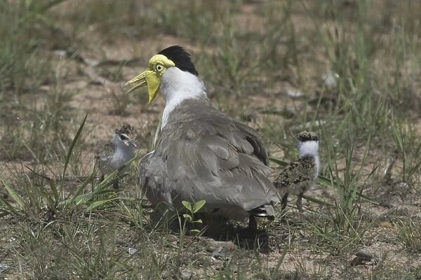 Masked Lapwing With newly-hatched chicks, nest with 1 egg yet to hatch Howard Springs, Darwin, Northern Territory, Australia