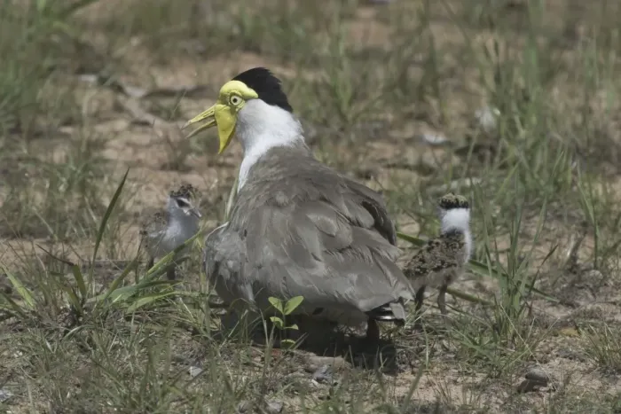 Framed Print : Masked Lapwing With newly-hatched chicks, nest with 1 egg yet to hatch Howard Springs, Darwin, Northern Territory, Australia Framed Print : Masked Lapwing With newly-hatched chicks, nest with 1 egg yet to hatch Howard Springs, Darwin, Northern Territory, Australia