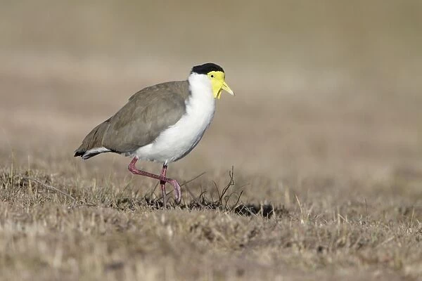 Masked Lapwing - Northern race - Queensland - Australia