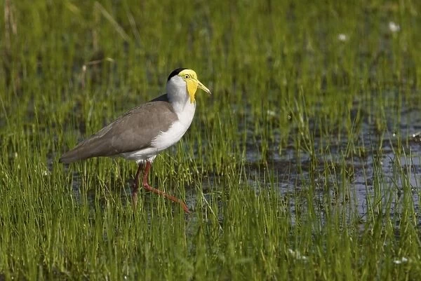 Masked Lapwing  /  Spur-winged Plover. Throughout northern, central and eastern Australia, southern New Guinea and New Zealand. This subspecies from northern Australia. Inhabits open grasslands with short grass, from urban areas to outback stations