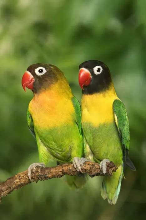 Framed Print : Masked Lovebirds - two Framed Print : Masked Lovebirds - two