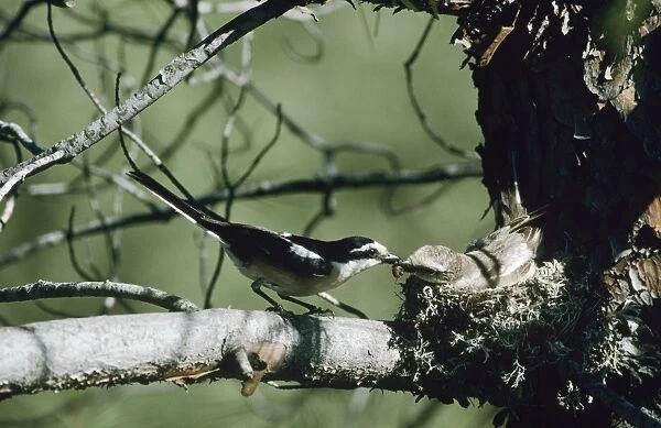 Masked Shrike - male and female