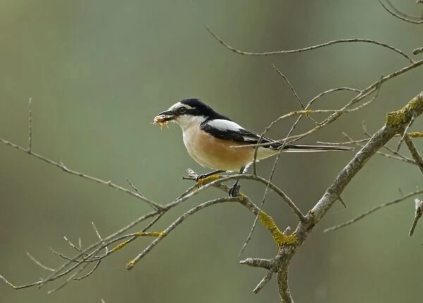 Masked Shrike - male perched on Olive Tree branch with food in beak - Southern Turkey - May