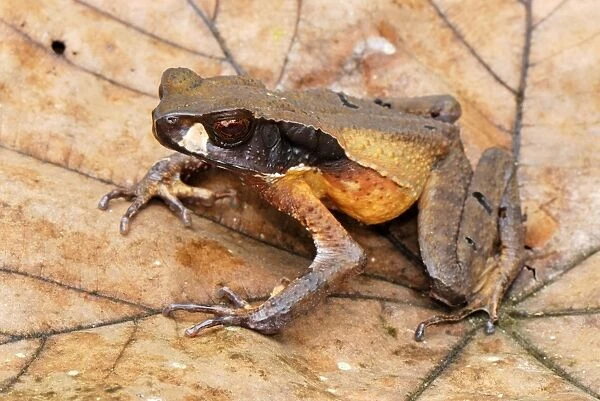 Masked Toad - San Cipriano Reserve - Cauca - Colombia