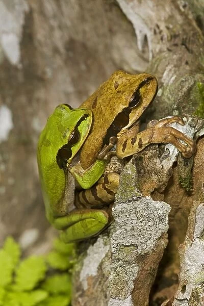 Masked Tree Frog  /  Treefrog - pair in amplexus - Tropical Rainforest - Costa Rica