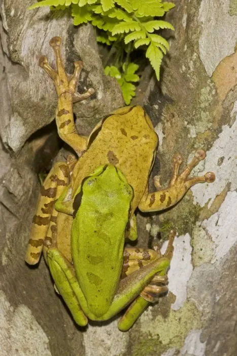 Framed Print : Masked Tree Frog / Treefrog - pair in amplexus - Tropical Rainforest - Costa Rica Framed Print : Masked Tree Frog / Treefrog - pair in amplexus - Tropical Rainforest - Costa Rica