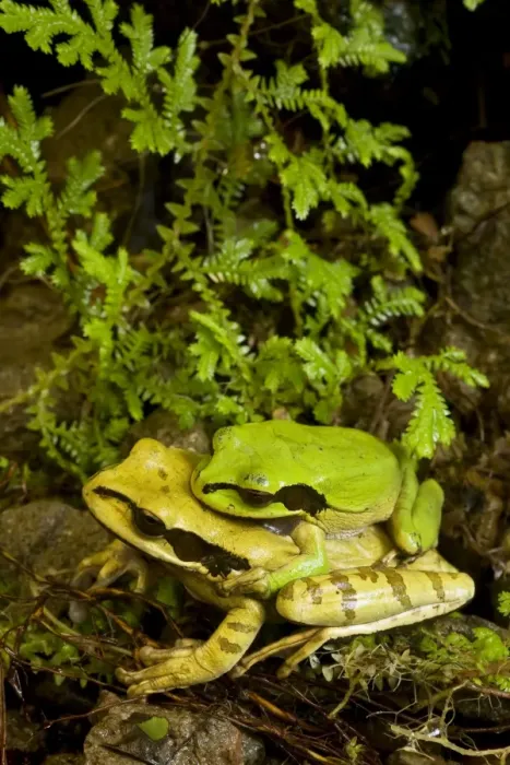 Framed Print : Masked Tree Frog / Treefrog - pair in amplexus - Tropical Rainforest - Costa Rica Framed Print : Masked Tree Frog / Treefrog - pair in amplexus - Tropical Rainforest - Costa Rica