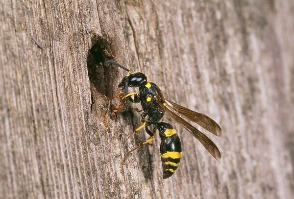 Mason Wasp - inspecting nest site Fam: Eumenidae UK