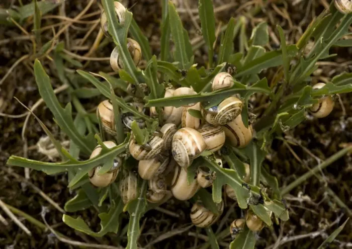 Framed Print : Mass of aestivating snails on dune plants. Mainly mediterranean species; very rare in SW England Framed Print : Mass of aestivating snails on dune plants. Mainly mediterranean species; very rare in SW England
