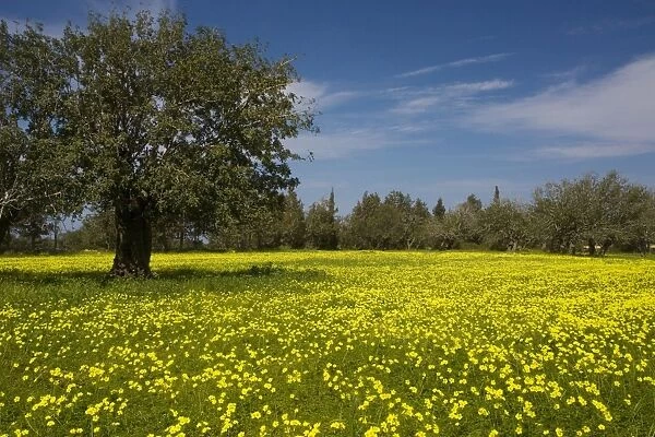 Mass of Bermuda Buttercups (Oxalis pes-caprae) - a very invasive weed from South Africa - and a Carob tree, south Cyprus