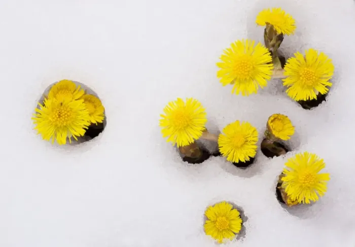 Framed Print : Mass of Coltsfoot - coming up through fresh snow - Swiss Alps Framed Print : Mass of Coltsfoot - coming up through fresh snow - Swiss Alps