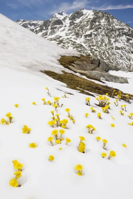 Framed Print : Mass of Coltsfoot - coming up through fresh snow, Swiss Alps Framed Print : Mass of Coltsfoot - coming up through fresh snow, Swiss Alps