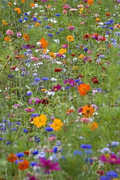 Mass of flowers in field L'yonne, France