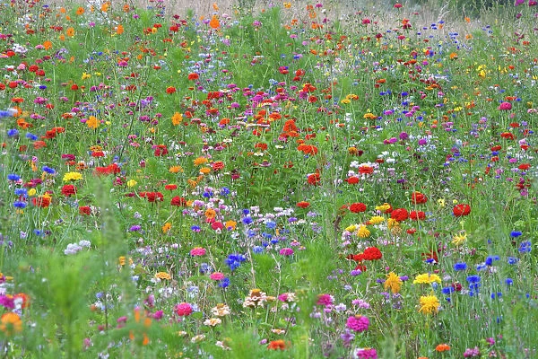 Mass of flowers in field. L'yonne, France