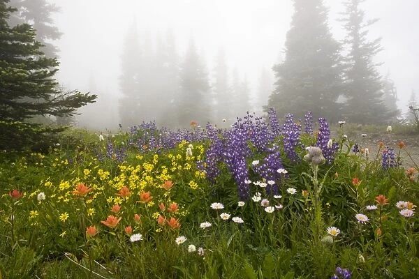 Mass of flowers including broadleaf arnica, paintbrush, broadleaf lupine, edible thistle etc at high altitude on Hurricane Ridge, Olympic National Park, Washington