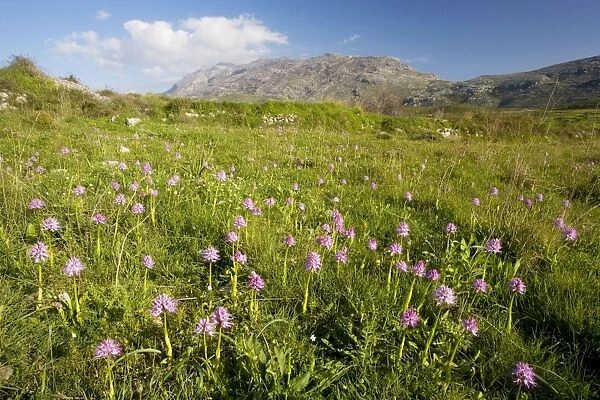 Mass of Italian Orchids (Orchis italica) in a sward, high in the Kedros Mountains, central Crete