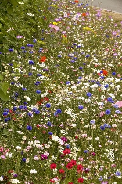 Mass of planted annuals, including cornflowers, poppies etc on roadside verge, Nr. Calais