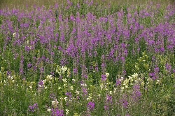 Mass of rose-bay willow-herb (Chamerion angustifolium (= Chamaenerion)) in flower, in old pasture. Also known as fireweed. Sweden