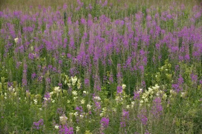 Framed Print : Mass of rose-bay willow-herb (Chamerion angustifolium (= Chamaenerion)) in flower, in old pasture. Also known as fireweed. Sweden Framed Print : Mass of rose-bay willow-herb (Chamerion angustifolium (= Chamaenerion)) in flower, in old pasture. Also known as fireweed. Sweden