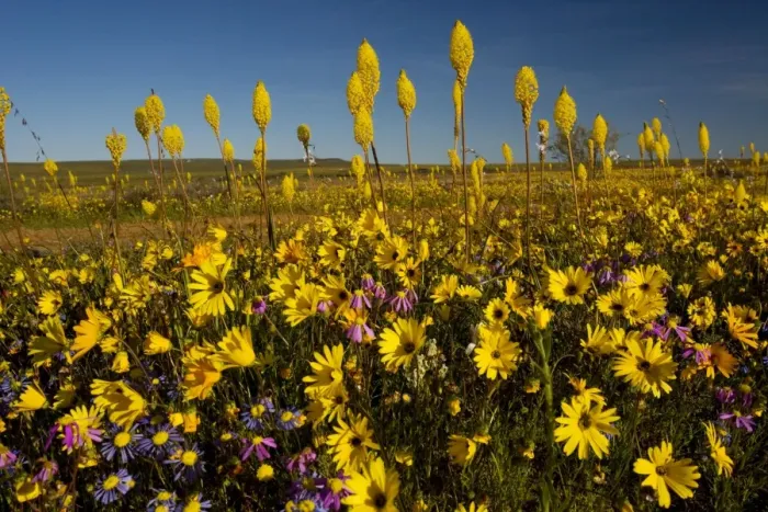 Framed Print : Mass of spring flowers, especially Bulbinella latifolia on Renosterveld (a shrubby vegetation type rich in bulbs), near Nieuwoudtville, Cape, South Africa Framed Print : Mass of spring flowers, especially Bulbinella latifolia on Renosterveld (a shrubby vegetation type rich in bulbs), near Nieuwoudtville, Cape, South Africa